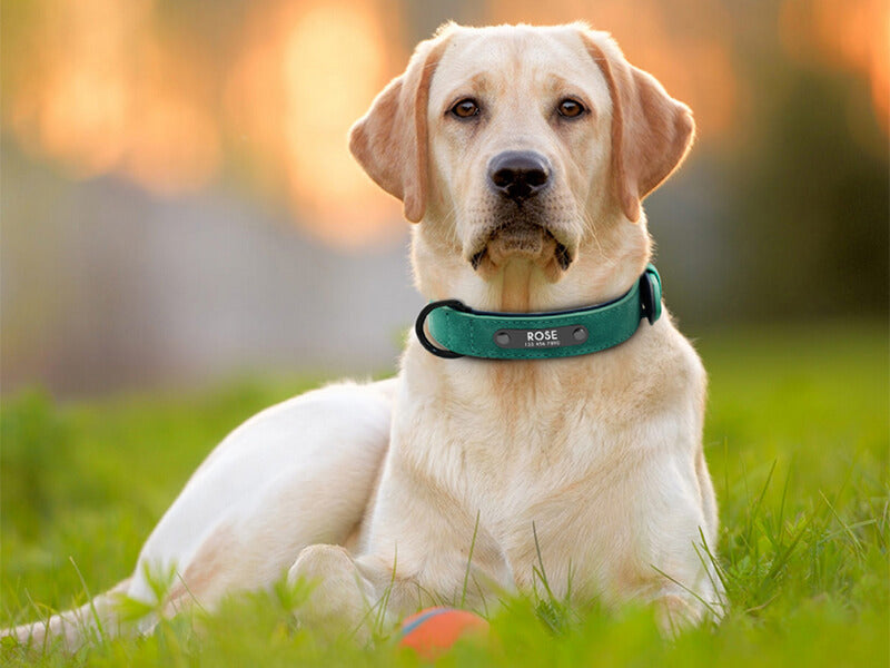 different dog collars