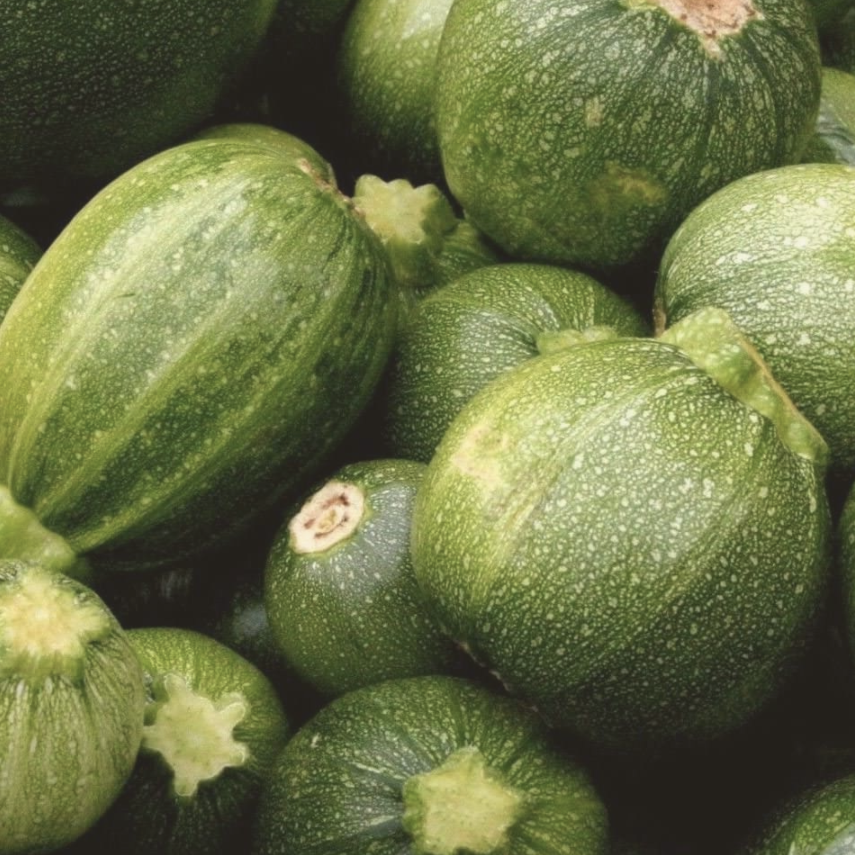 Round Zucchini Summer Squash Seeds