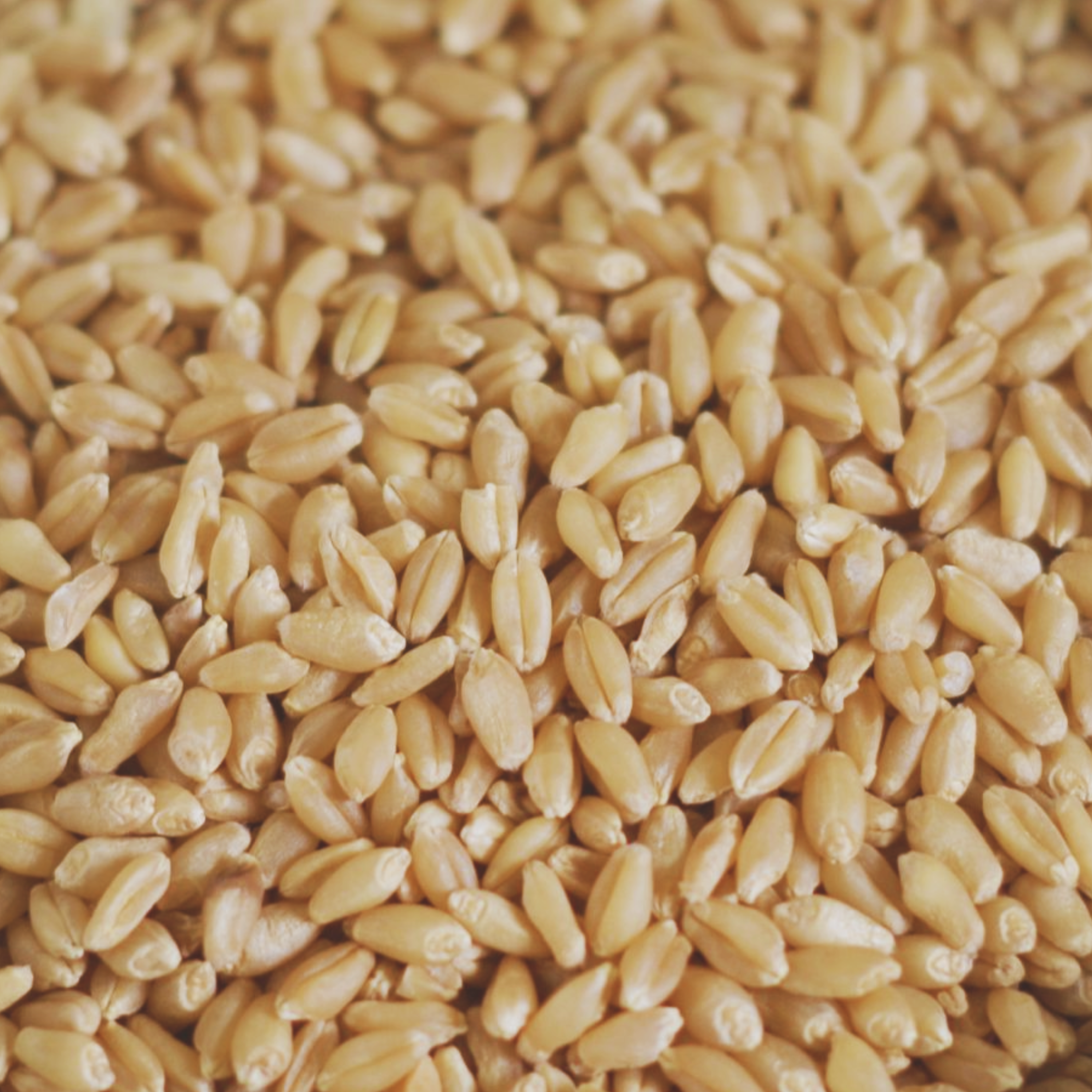 Hard White Wheat Seeds