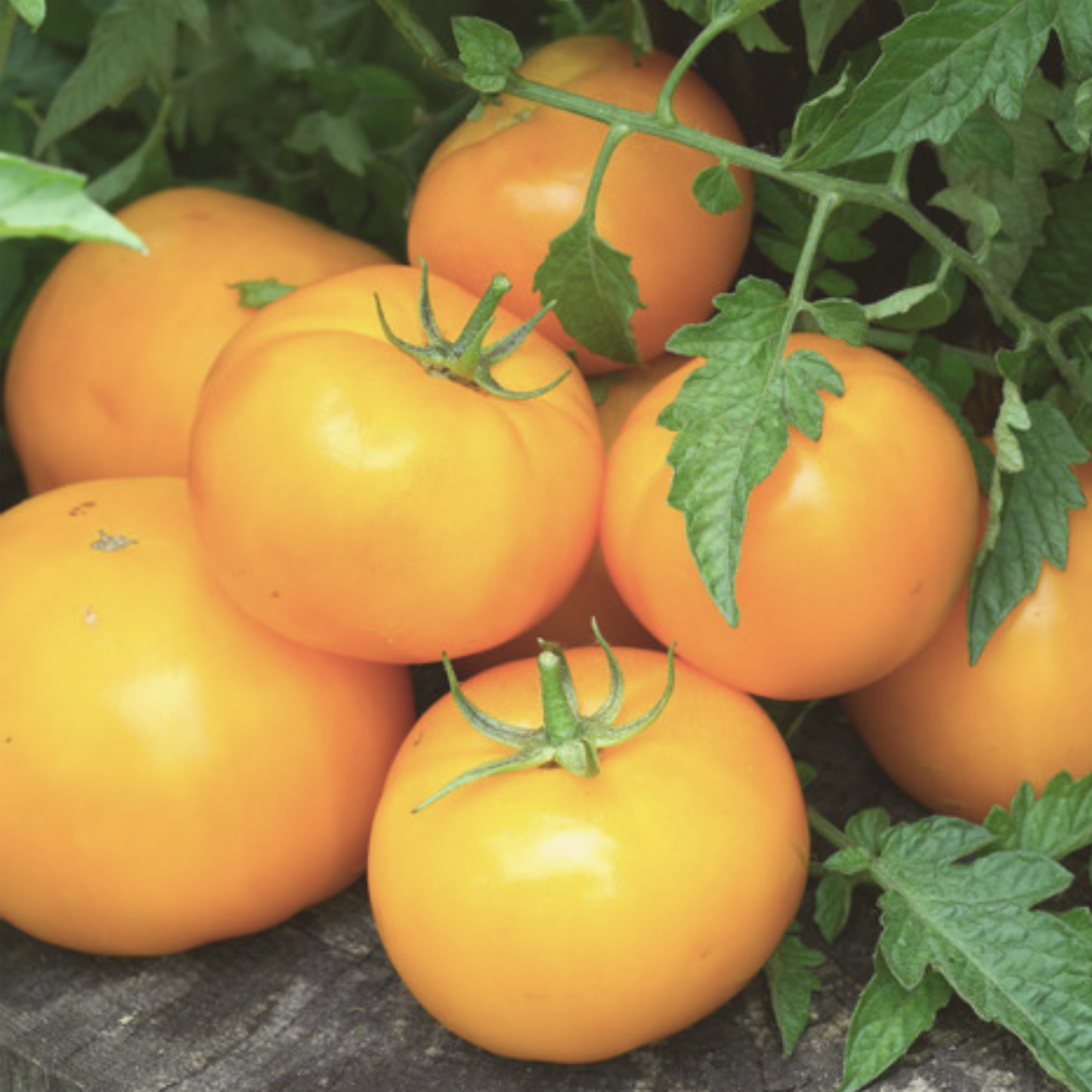 Golden Jubilee Tomato Seeds