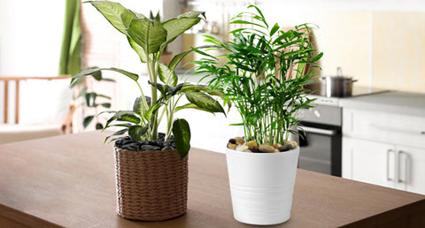 pebbles for potted plants