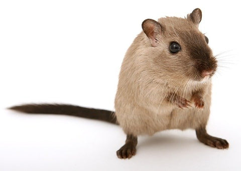 Gerbil