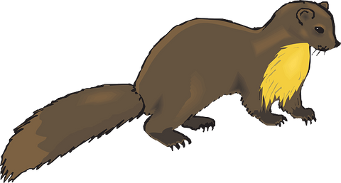 pet mink