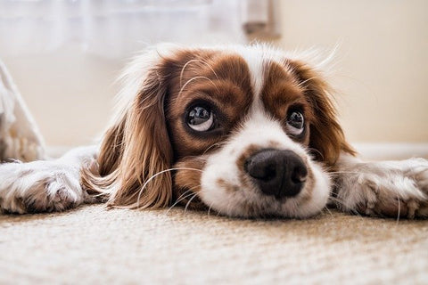 dog for kid