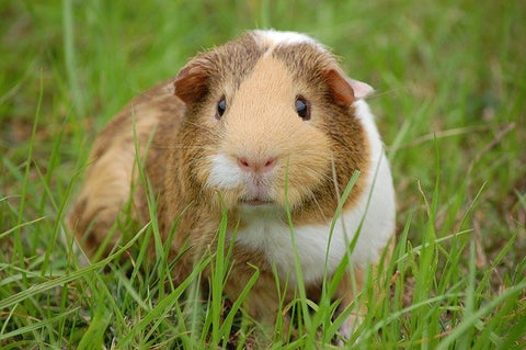 Guinea pigs
