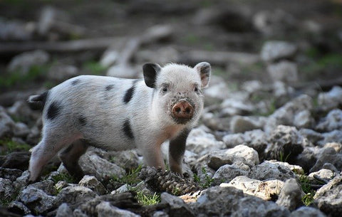 Teacup Pig