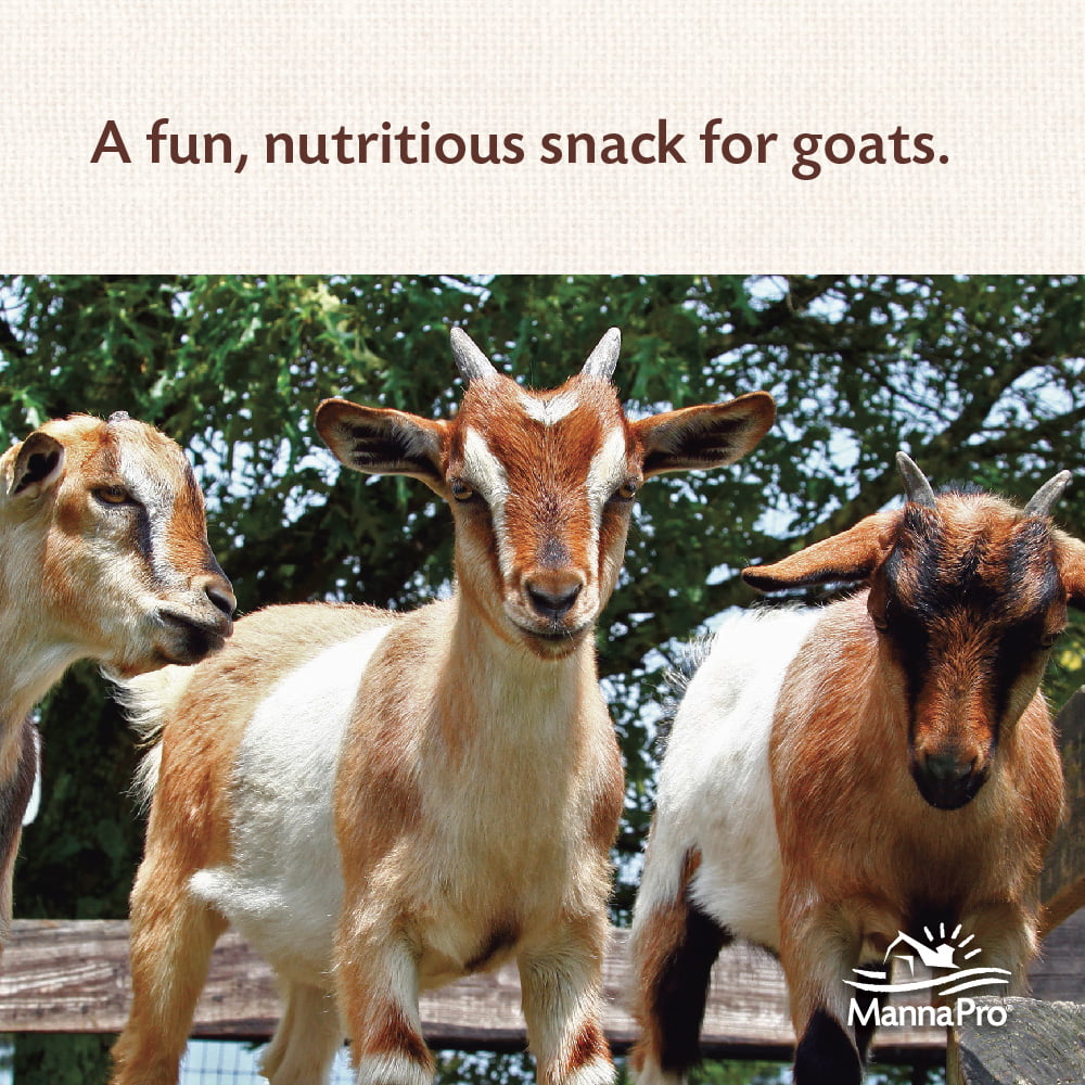 ??Manna Pro Goat Treats, Crafted with Oatmeal, For All Ages of Goats, Licorice