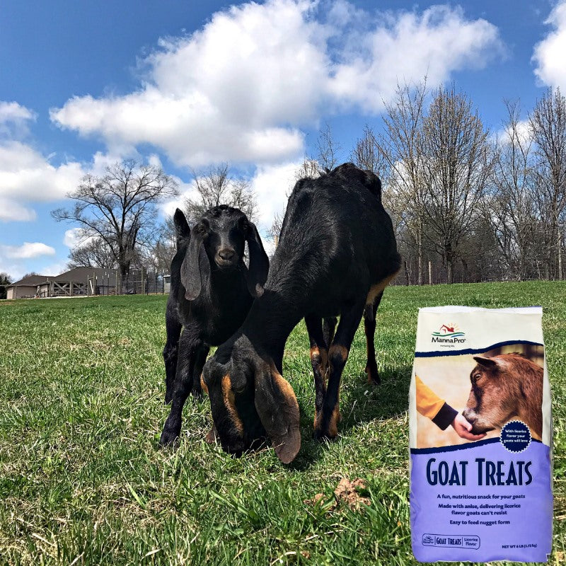 ??Manna Pro Goat Treats, Crafted with Oatmeal, For All Ages of Goats, Licorice