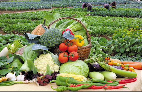 raised garden bed
