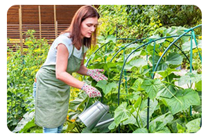 raised garden bed