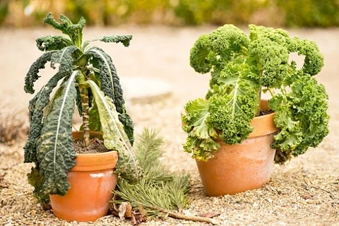 garden bed