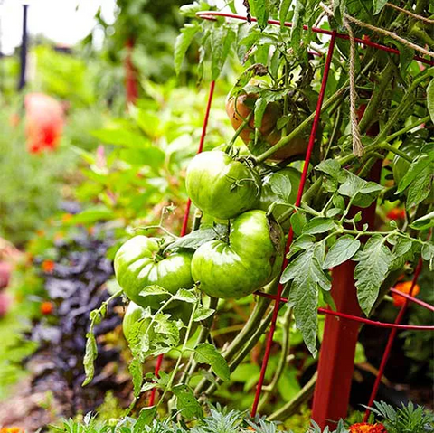 garden bed
