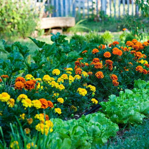 raised garden bed