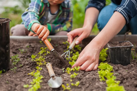 garden bed