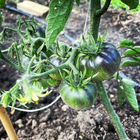 garden bed