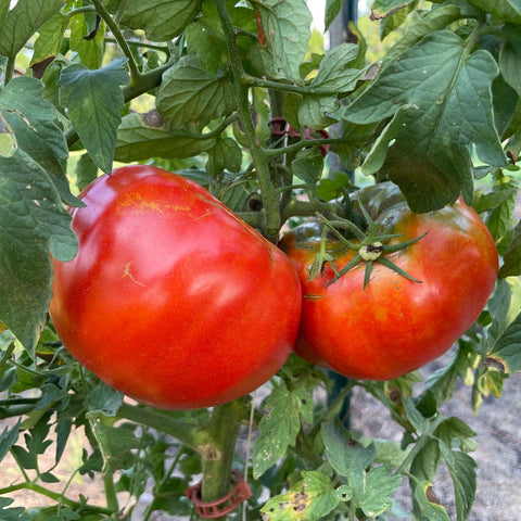garden bed