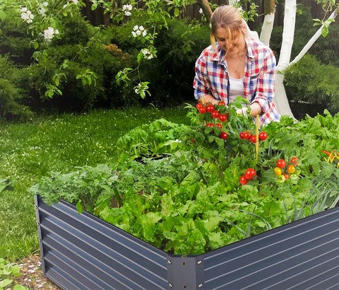 raised garden bed