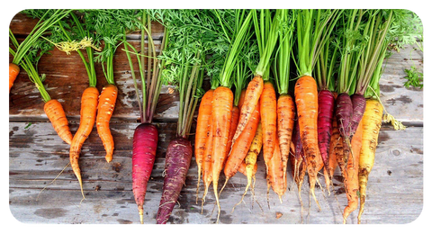 raised garden bed