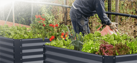 Savana Galvanized Raised Garden Bed