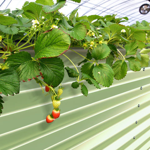 garden bed