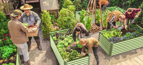 Metal garden bed planting
