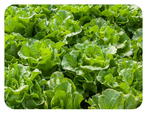 raised garden bed