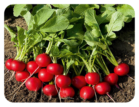 raised garden bed