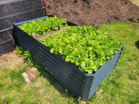 raised garden bed