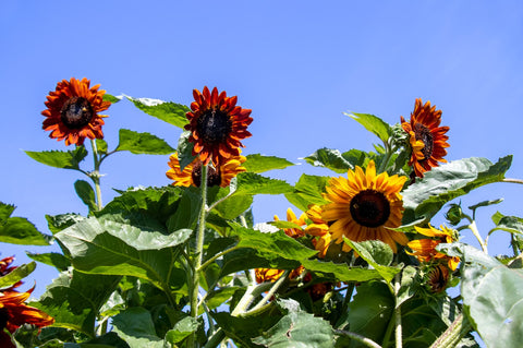 garden bed