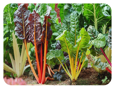 raised garden bed