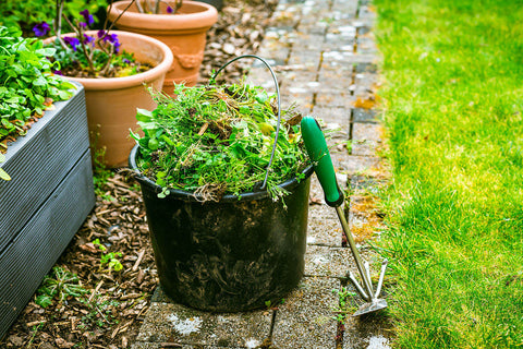 raised garden bed