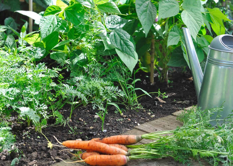 garden bed