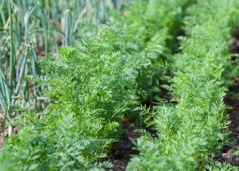 garden bed