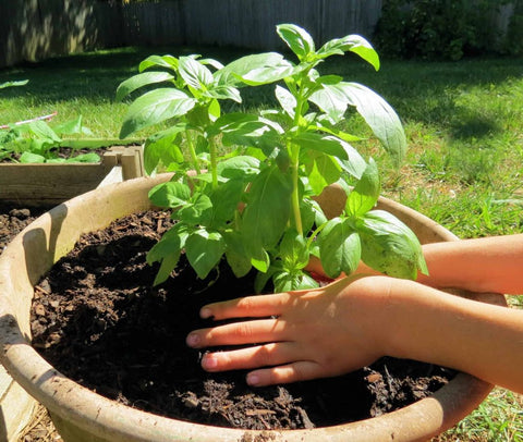 garden bed