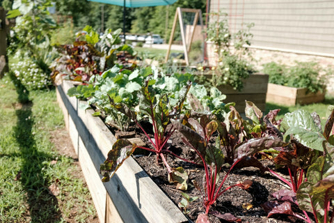 raised garden bed