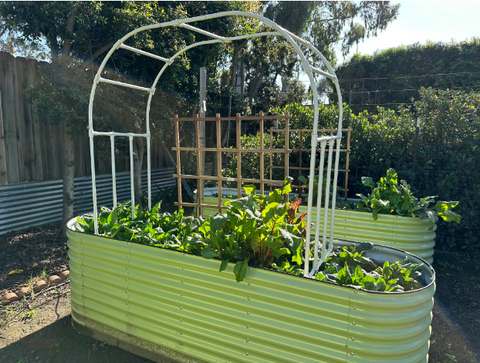 raised garden beds