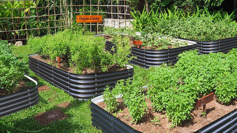 raised garden beds