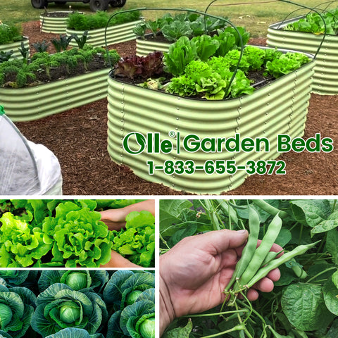 raised garden beds