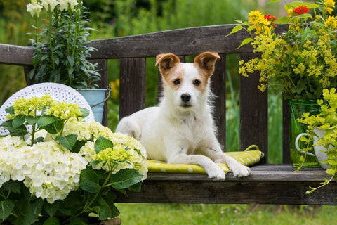 raised garden beds