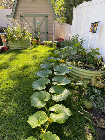 raised garden beds