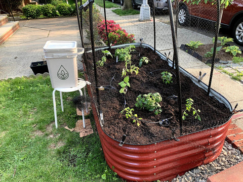 raised garden beds