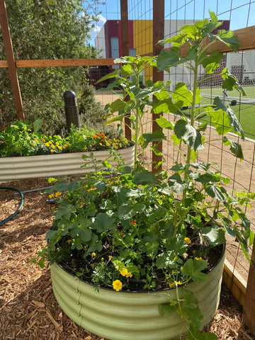 Raised Garden Beds