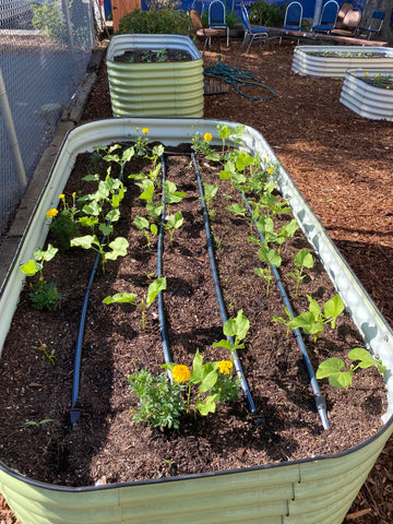 raised garden beds