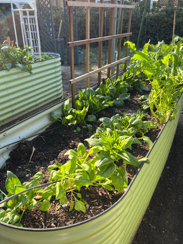 metal garden beds