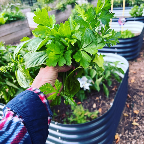 raised garden beds