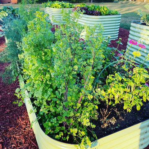 raised garden beds