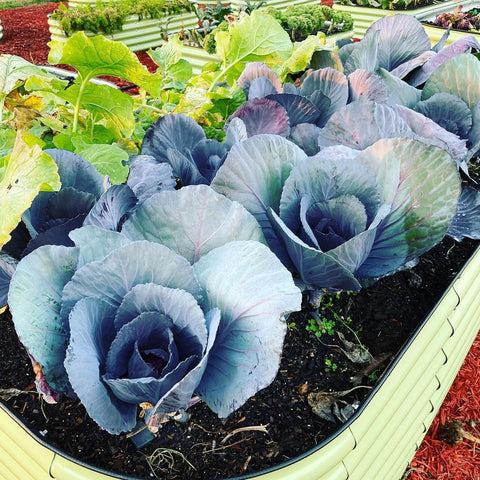 raised garden beds