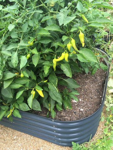 raised garden beds