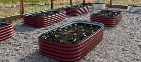 raised garden beds