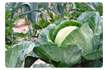 raised garden beds